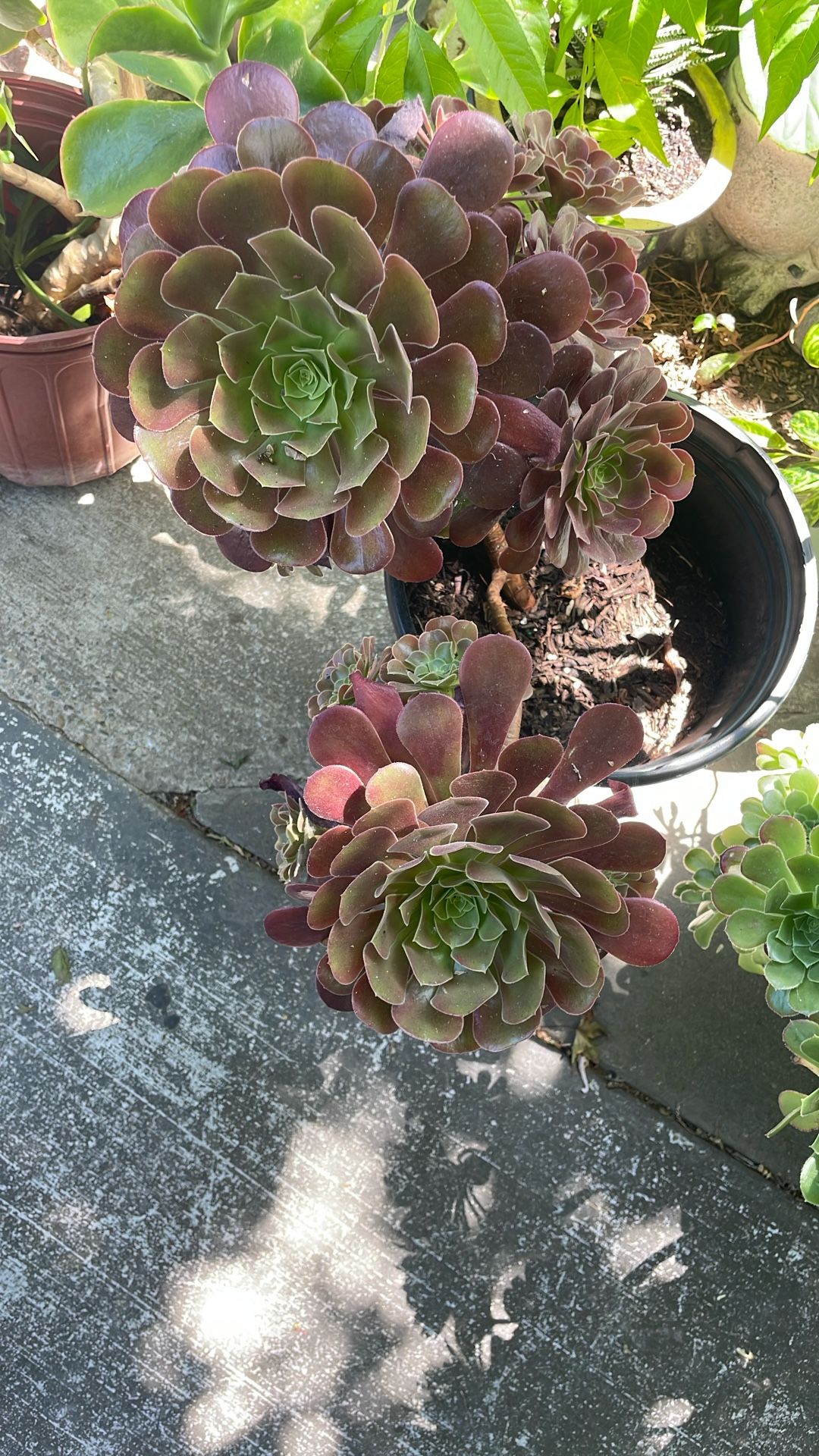 Succulent Plant🌱