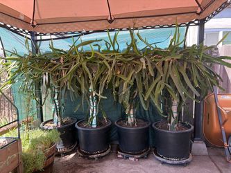 Fully Mature Dragonfruit Tree