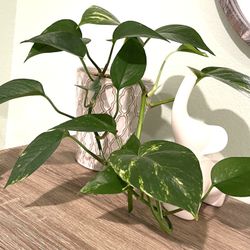 Golden Pothos House Plant In Ceramic Pot 5.5"H.