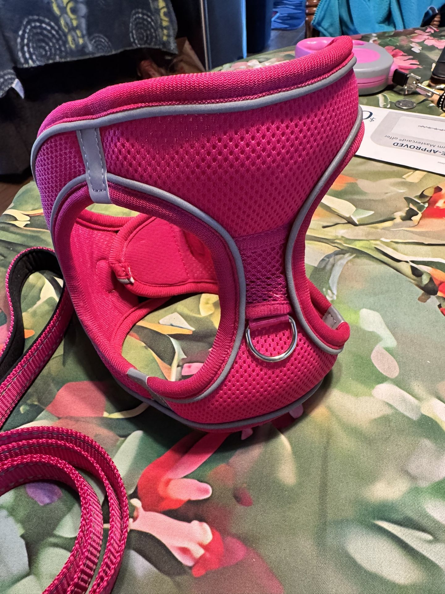 dog harness and leash