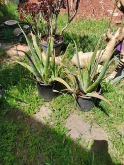 Big Olivera plant $20 each or $35 for 2