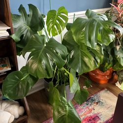 Monstera plant