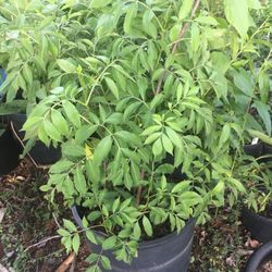 Elderberry 6 Ft    5 Gallon pot