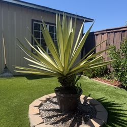 Furcraea foetida 'Mediopicta' Agave