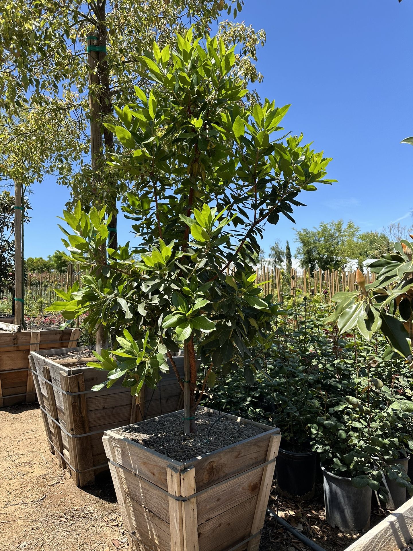 Arbutus Marina strawberry tree, shade tree 24” Box