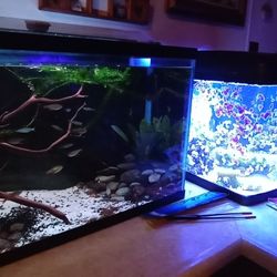 29 Gallon Fish Tank