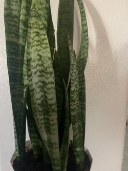 Snake plant/ Sansevieria natural plant