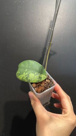 Hoya deykeae morning dew
