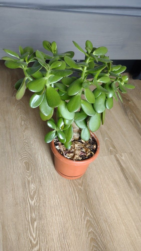 Jade Plant