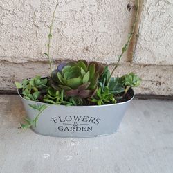 Succulent Arrangement 