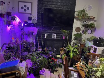 Huge Plant Sale At My Shop!!