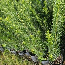 huge Podocarpus over 4 feet tall Instant primarily Hedge for fence