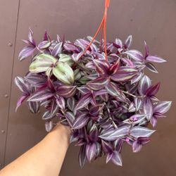 6” tradescantia zebrina 