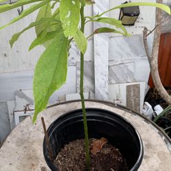 Avocado Tree 22$