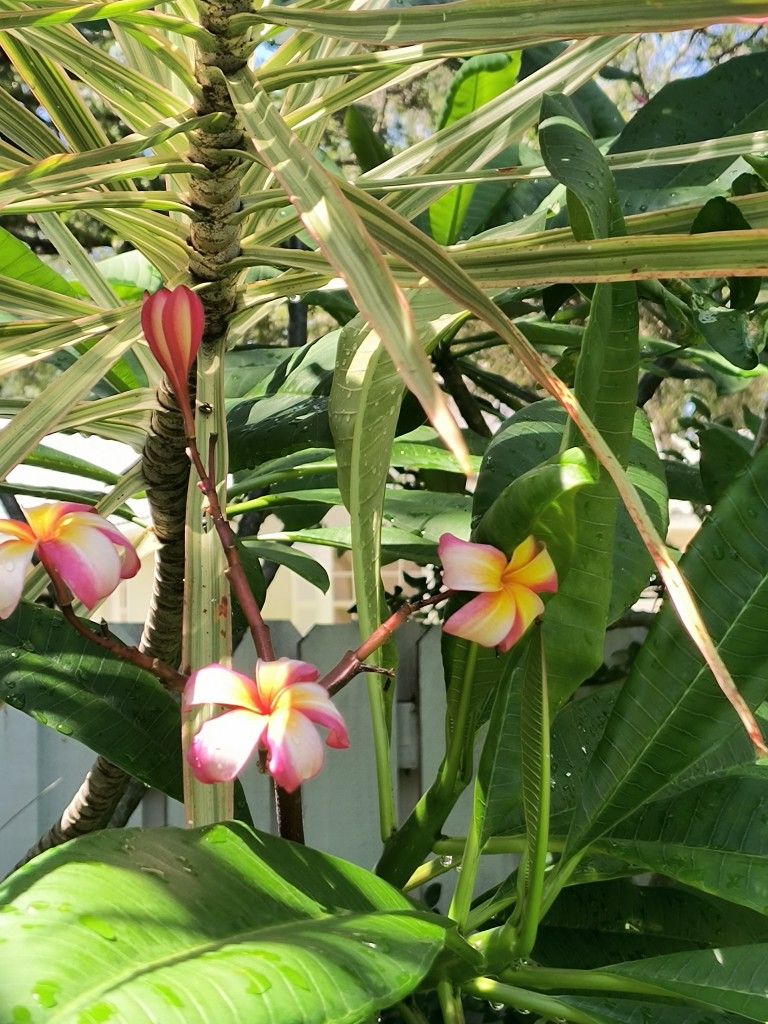 Multi Color Plumeria Cuttings (Frangipane)