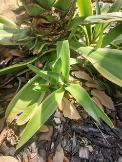 $10 Pick Up ONLY Agave Attenuata.