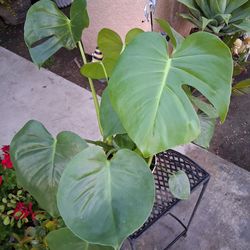 Monstera Deliciosa Split Leaf Plant $25