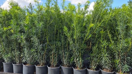 Podocarpus Plants 3 feet Tall. Hedge. Instant privacy