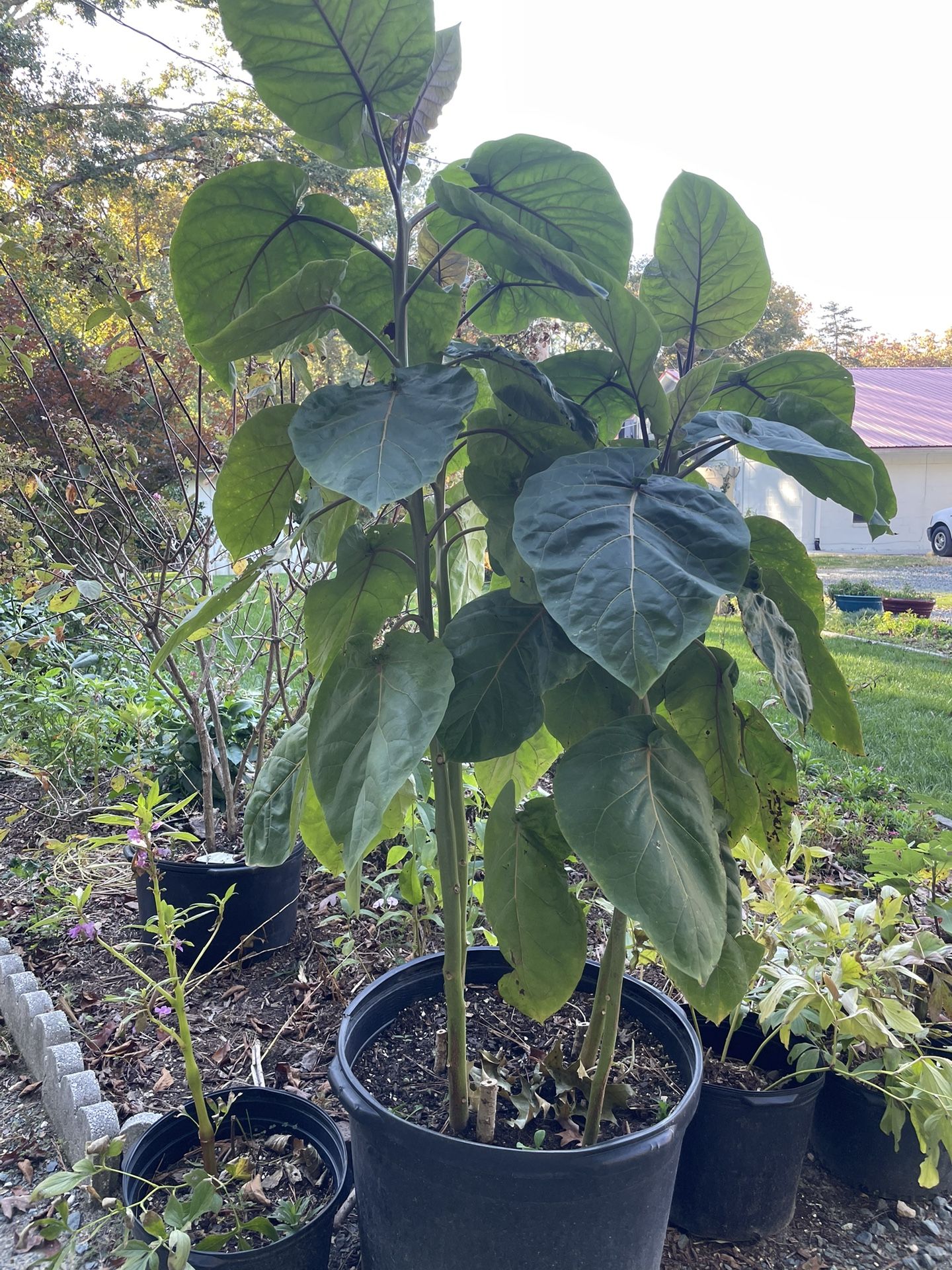 Planta De Tomate Extranjero