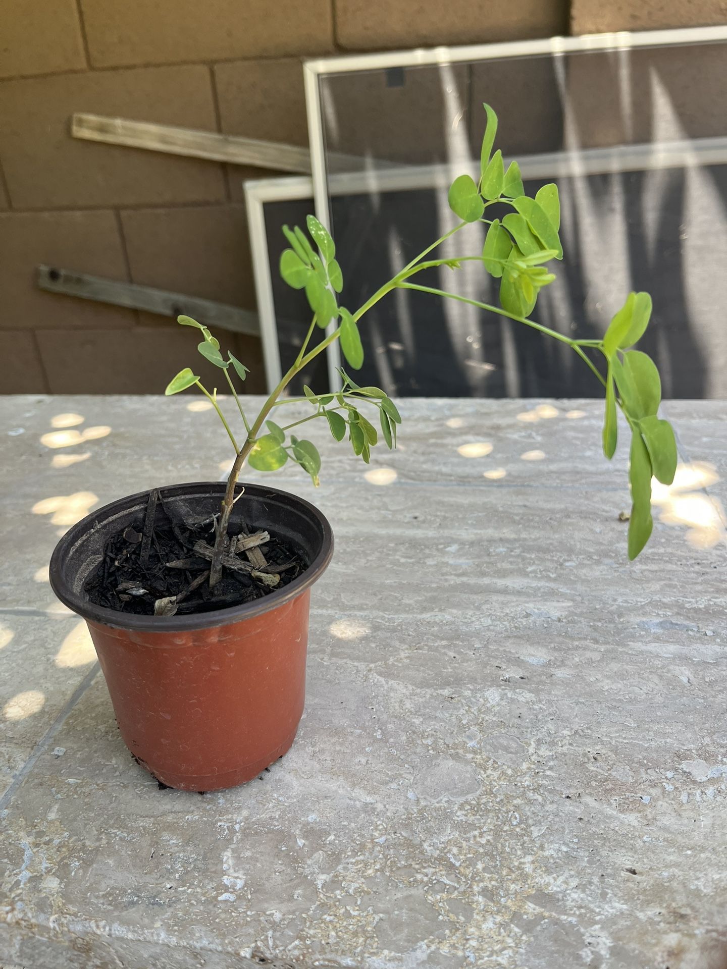 Moringa Plant - Time To Put In Ground