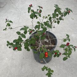 Homegrown Red Yellow Multi Colored Rose Flowers In Pot