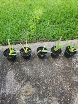 Aloe Vera Plants