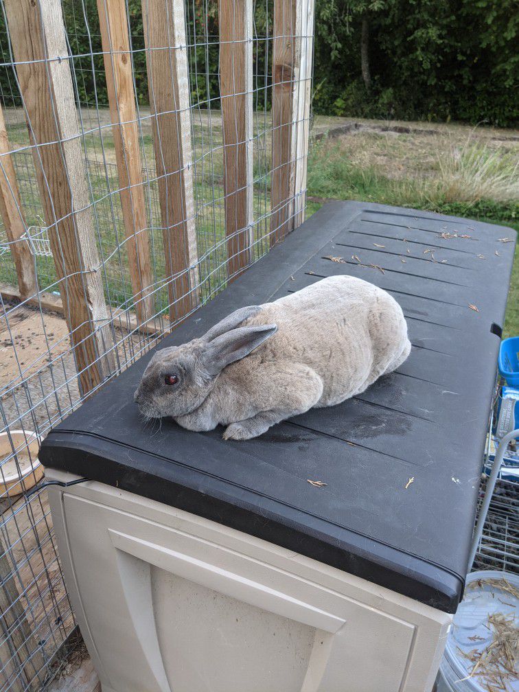 Big Grey Rex  Female Rabbit With Cage 