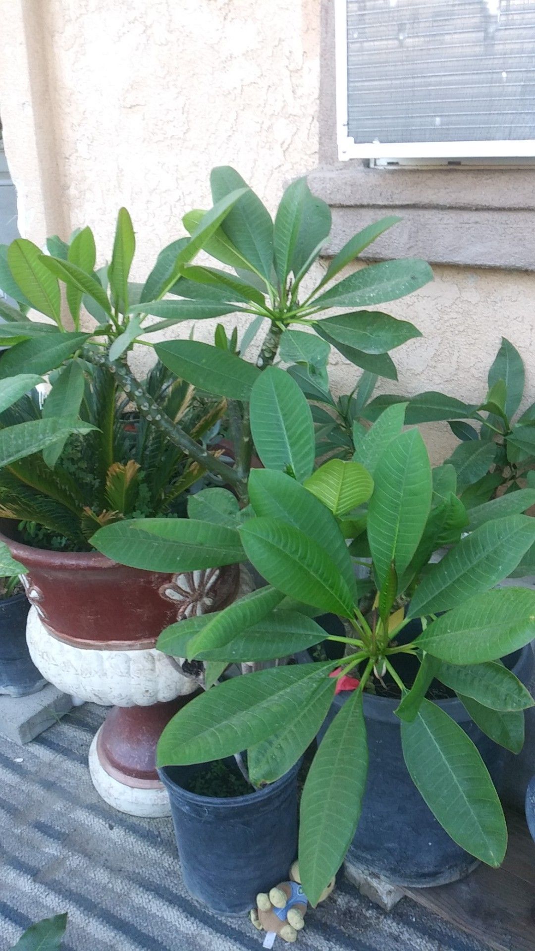 plumeria plants