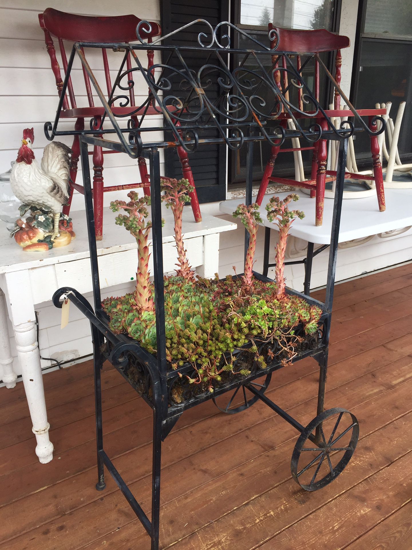 Iron cart with succulent plants
