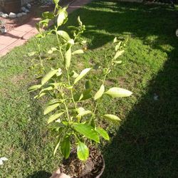 Kumquat Tree For Sale