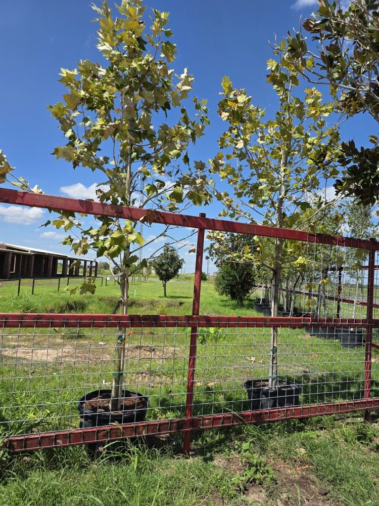 Mexican Sycamore Tree 30gallons 10ft Tall