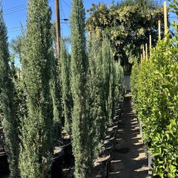 Italian Cypress Hedge
