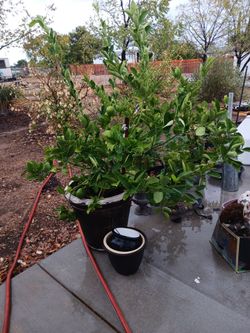 Limon verde