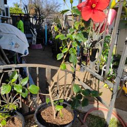 Tulipán  O Noveliscos Rojo