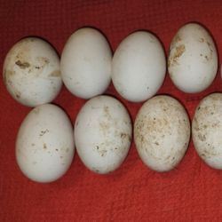 A Dozen Goose Eggs 