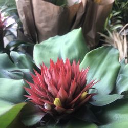 Rare Bromeliads 