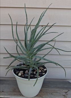 Aloe succulent plant 🪴
