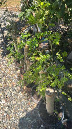 Moringa/malunggay for sale
