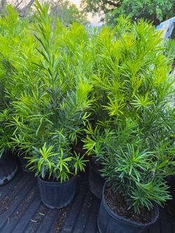 podocarpus Instant Privacy Hedge For Fence Green Full Ready
