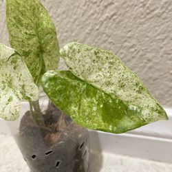Variegated Alocasia Batik / Batik Alocasia