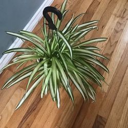 Plant