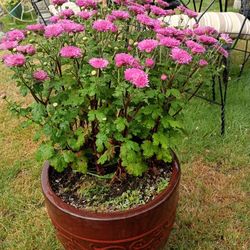 BEUTIFUL PLANT 😍🍁