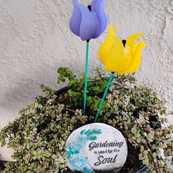 Plants / Patio set up