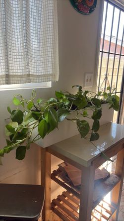 Pothos