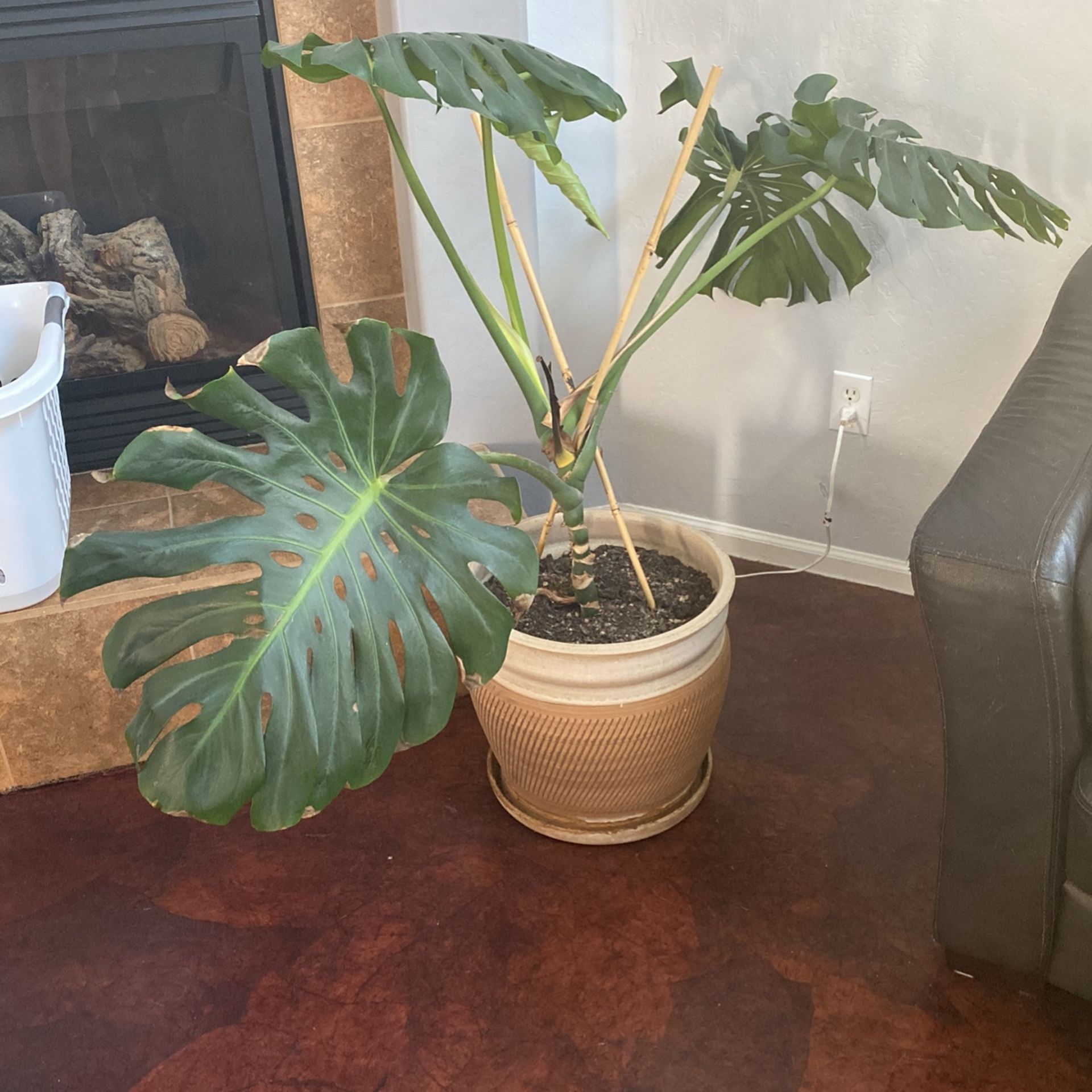 Giant Monstera Plant for Sale in Queen Creek, AZ OfferUp