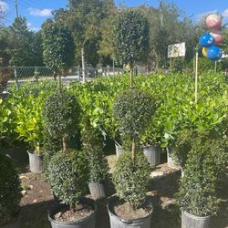 Eugenia Topiary FROM $60.00
