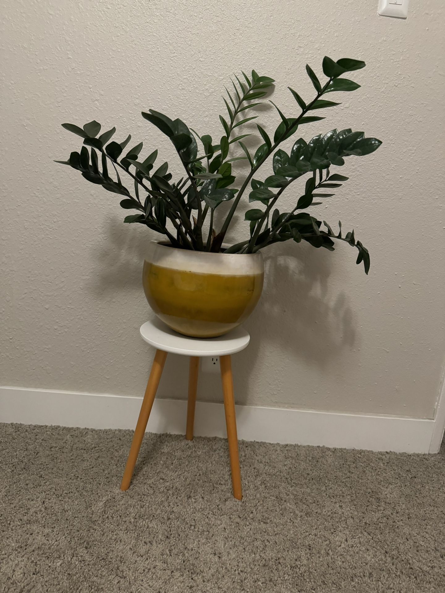 ZZ Plant