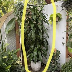 See description~6.5ft  Dracena “Hawaiian Hilo” ceramic pot not included, low light, low maintenance