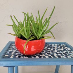 Aloe Plant In Pot