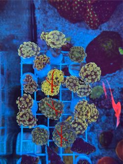 Hammer fake reef tank decoration